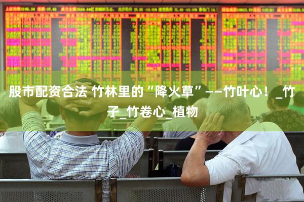 股市配资合法 竹林里的“降火草”——竹叶心！_竹子_竹卷心_植物