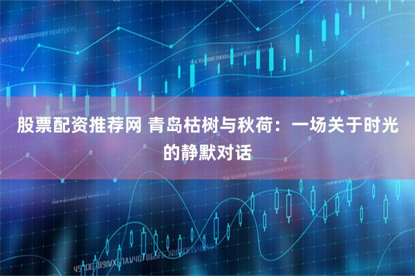 股票配资推荐网 青岛枯树与秋荷：一场关于时光的静默对话
